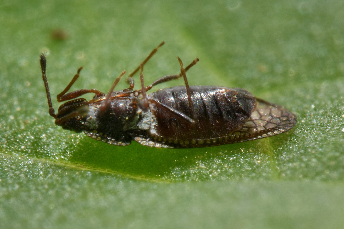 Tingidae:  Acalypta sp.? No, Campylosteira verna